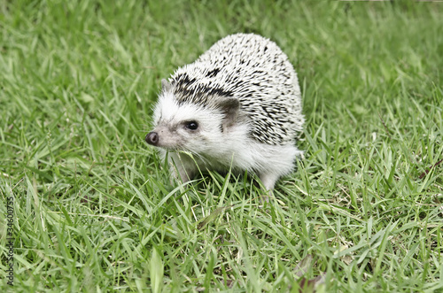 African pygmy hedgehog