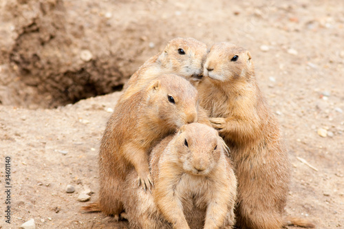 Four Amigos - Prairie Dogs
