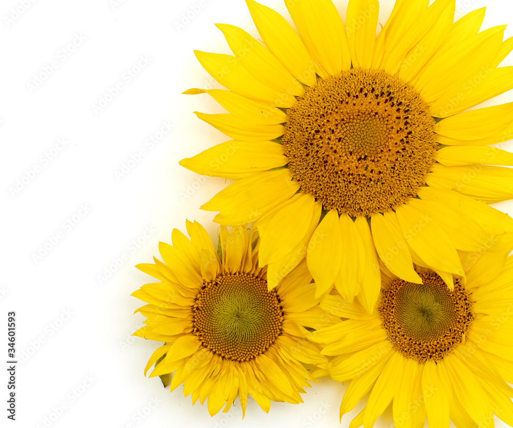 Fototapeta premium Beautiful yellow Sunflower background.