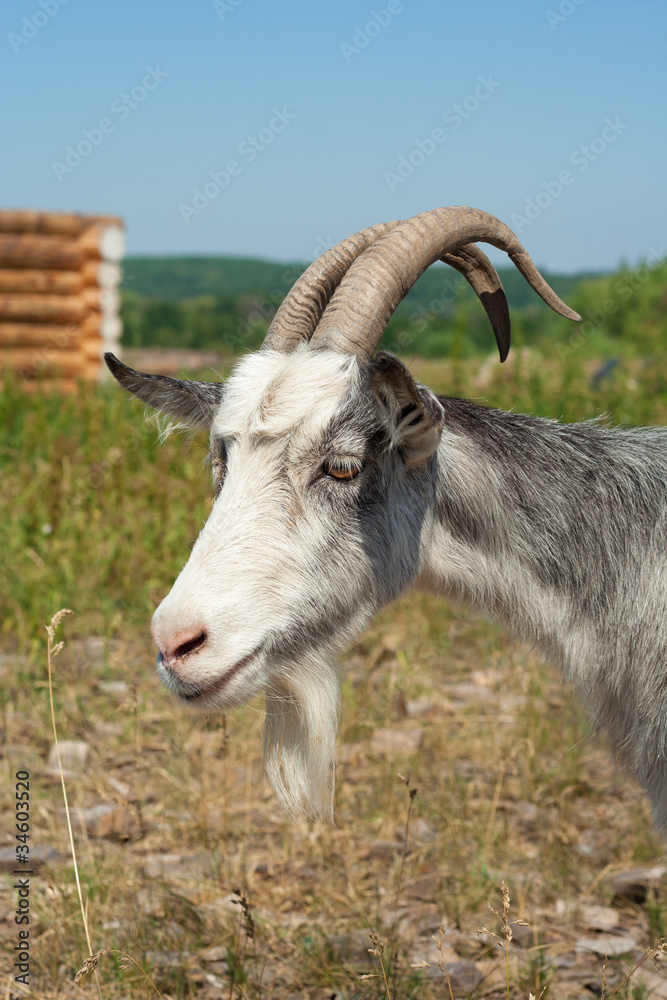 goat living on the farm goat living on the farm