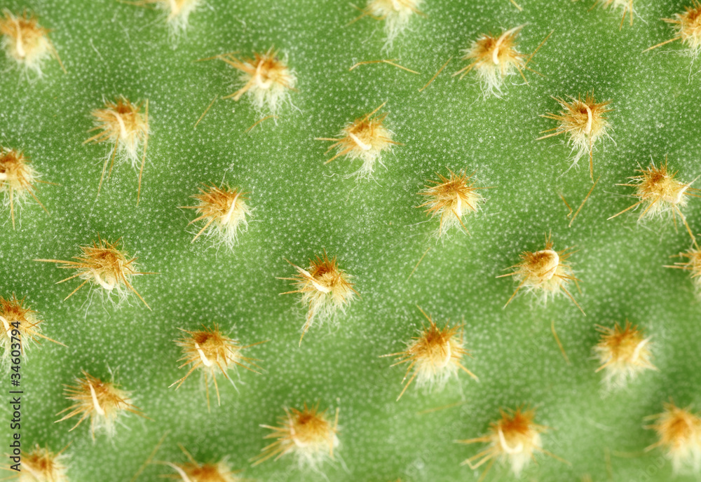 Kaktus im Detail - Macroaufnahme Kaktus im Detail - Macroaufnahme