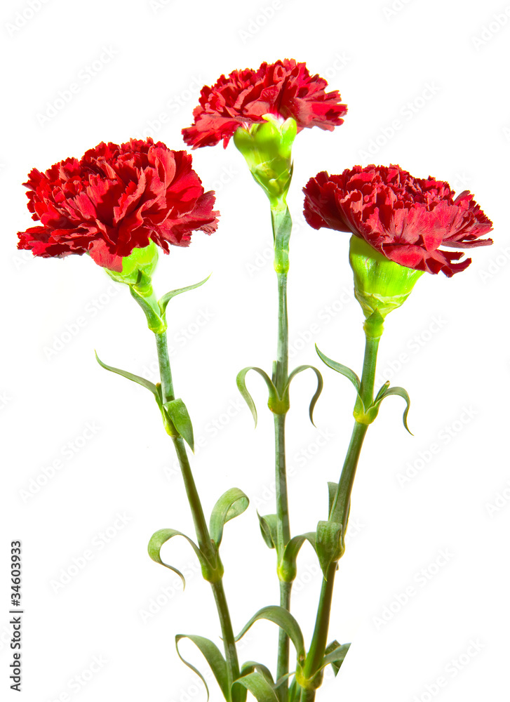 Red carnation on a white background