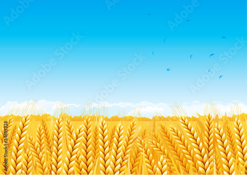 Fall landscape of yellow Grain fields with Wheat.