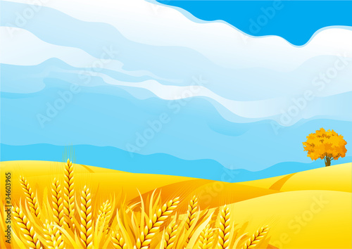 Fall landscape of yellow Grain field