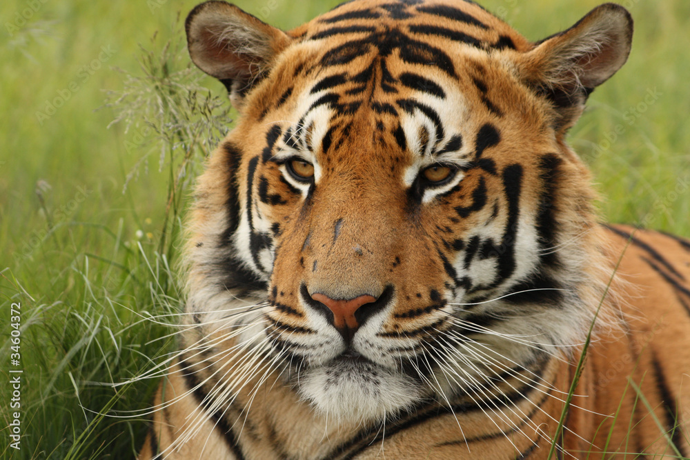 Tiger Tiger