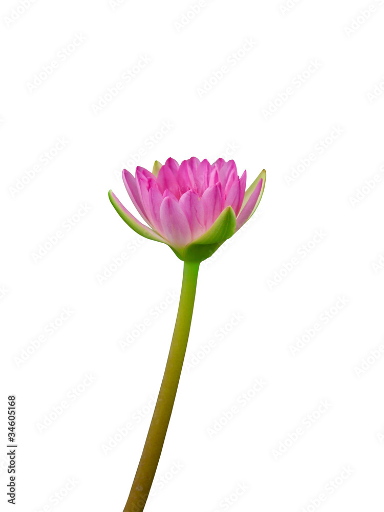 Naklejka premium Lotus