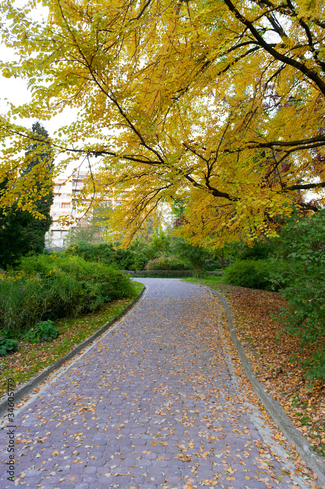 alleyway with paved road to autumn park