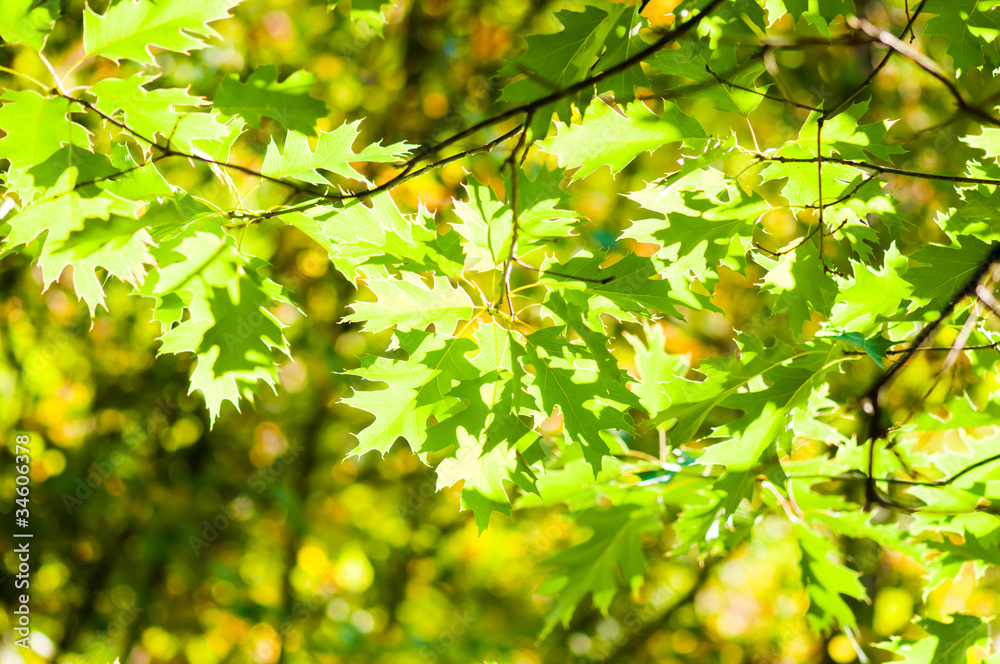 Obraz premium green leaves, shallow focus