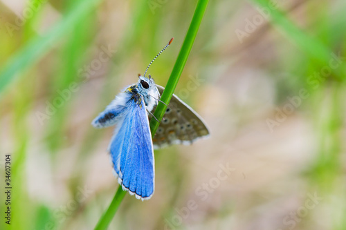 Blue butterfly