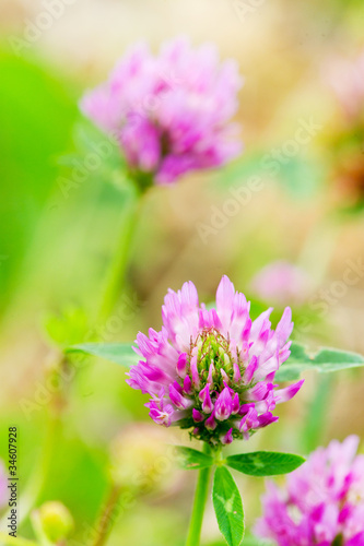 Purple Clover