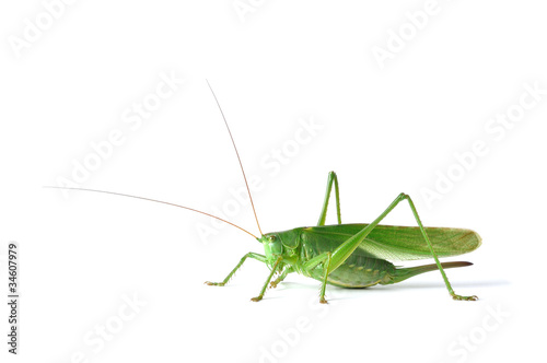 Grasshopper © Andrzej Tokarski