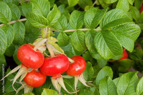 Red mature rosehips with branches