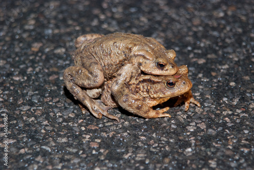 Couple Of mating Toads Crossing Road