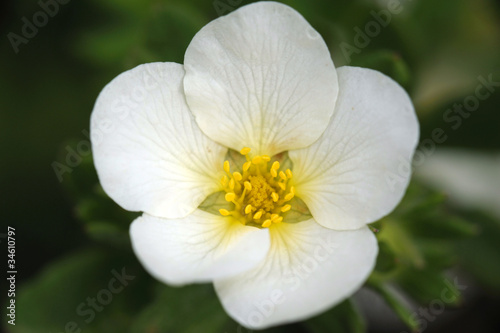 Shrubby cinquefoil