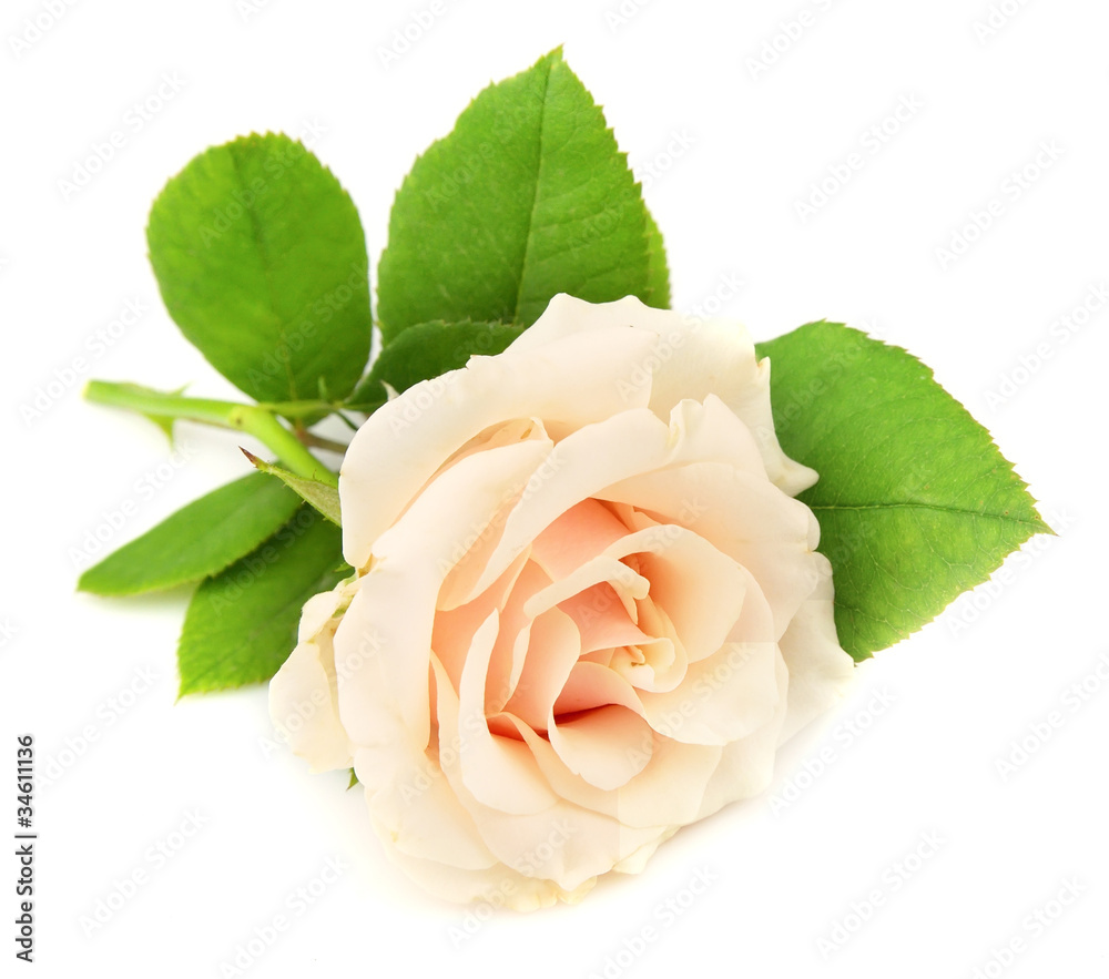 Fototapeta premium White rose
