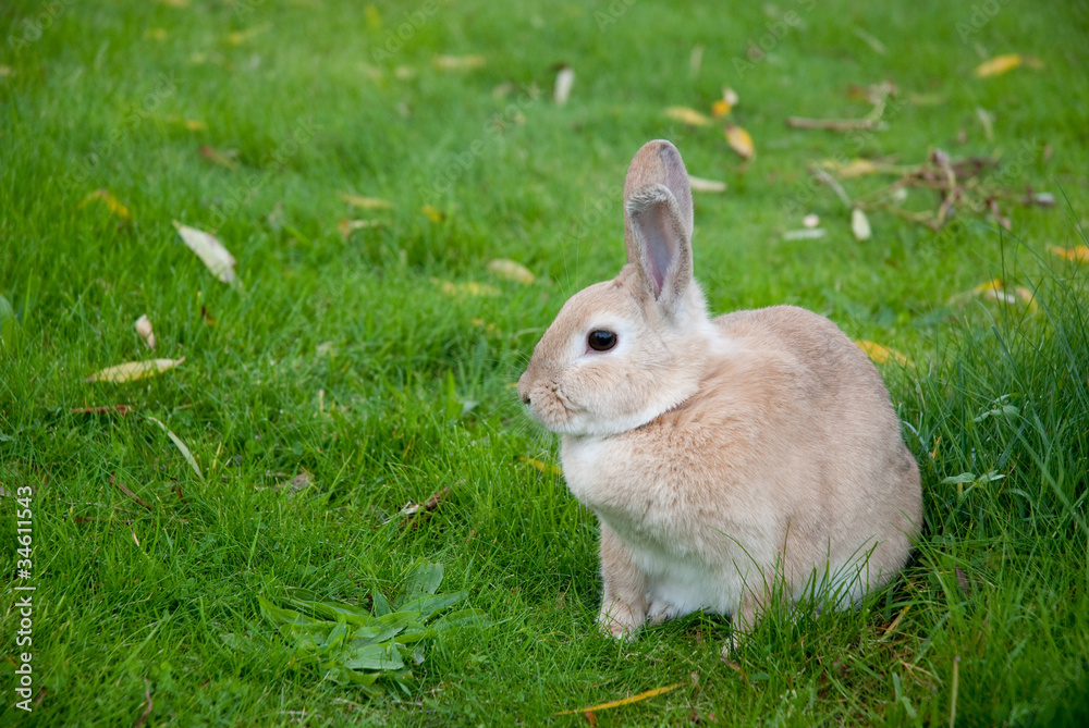 Fototapeta premium Rabbit Sitting On Green Meadow
