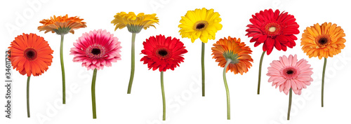 Colorful gerber flowers isolated on white photo
