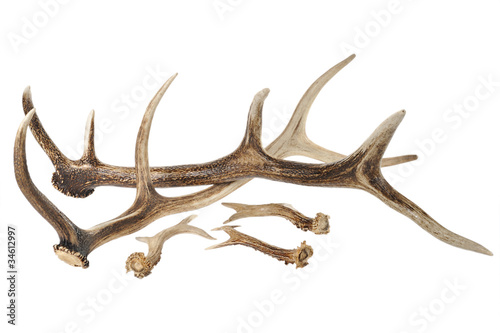 antlers on white background