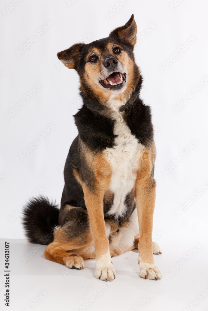 Happy dog Happy dog
