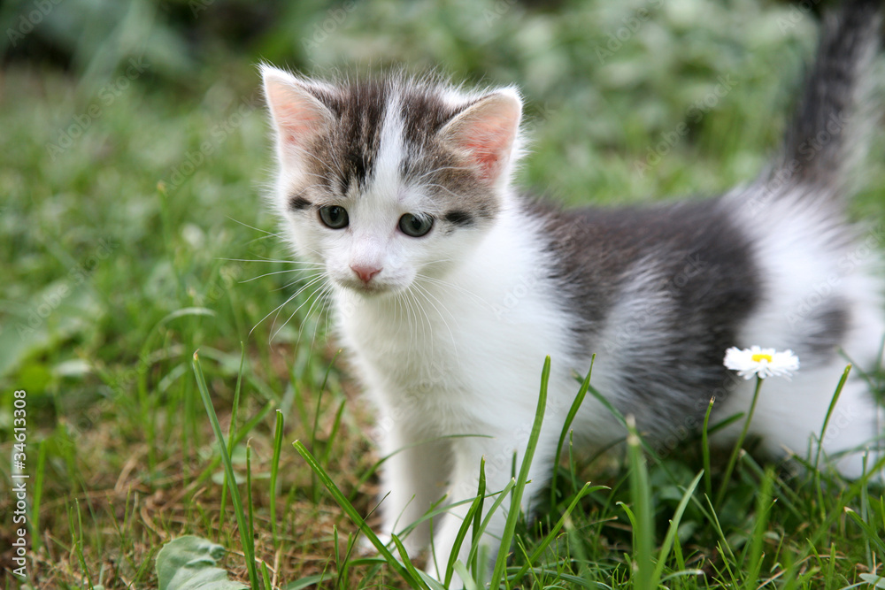 Curious kitten in the summer garden
