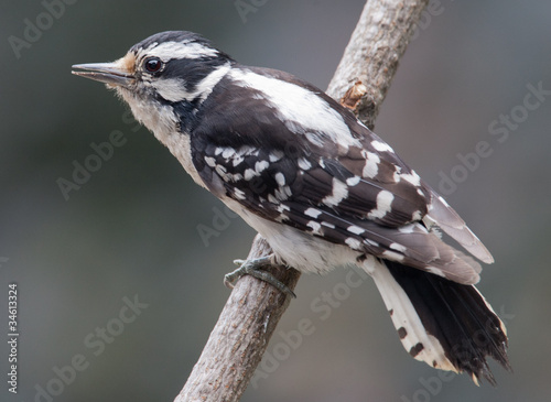 Vászonkép Female downy woodpecker