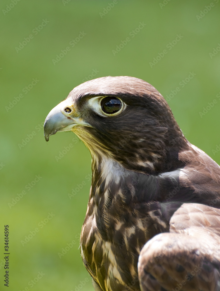 Portrait of a falcon Portrait of a falcon