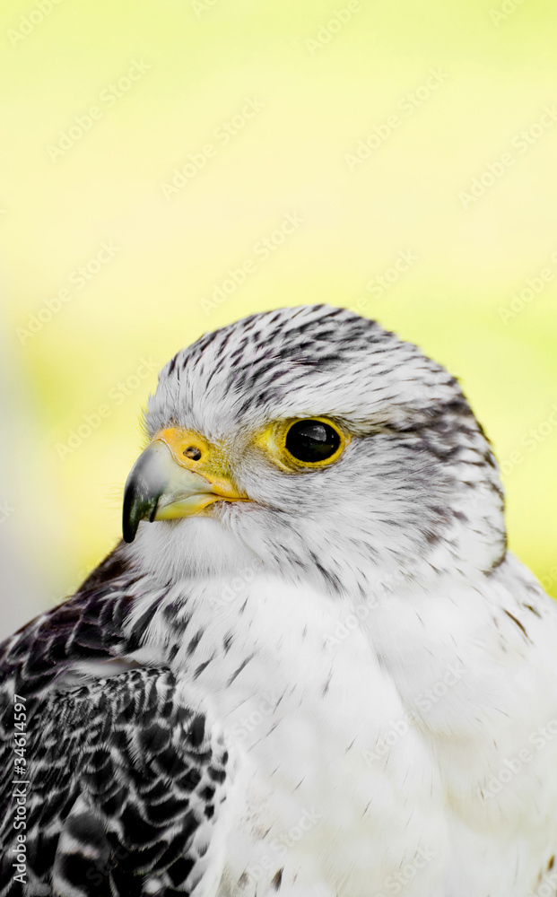 A young falcon A young falcon