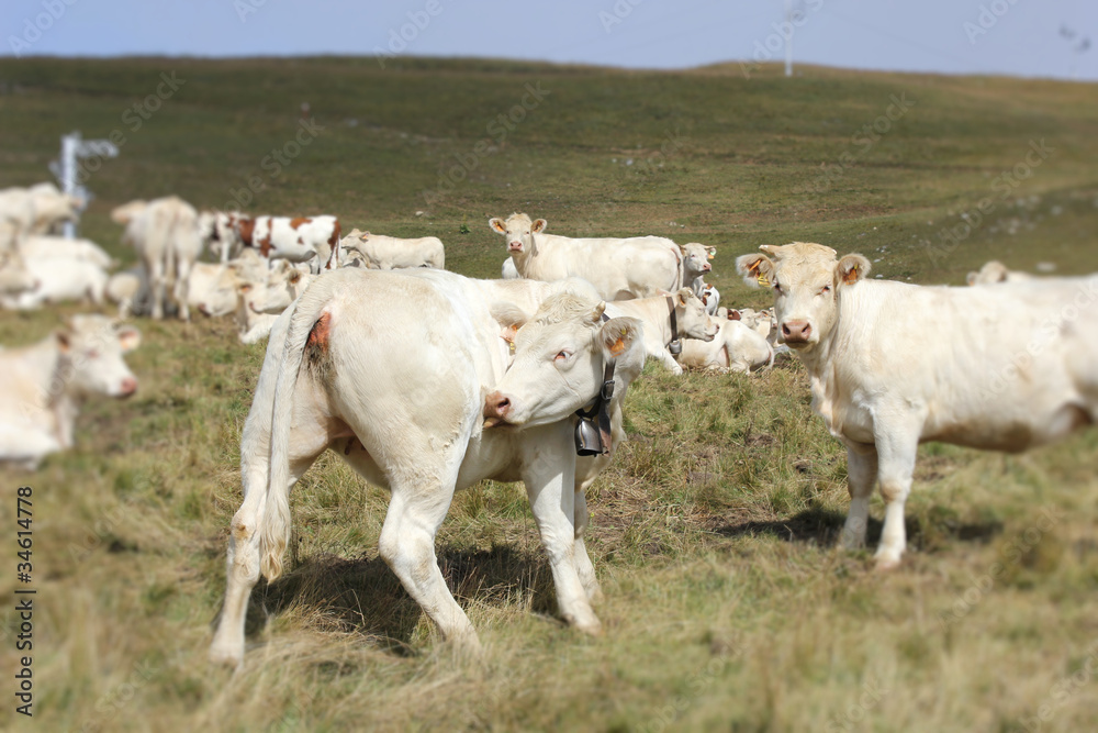 white mountain cows