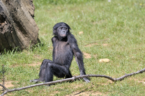 Bonobo