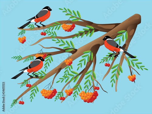 Bullfinches on a mountain ash.