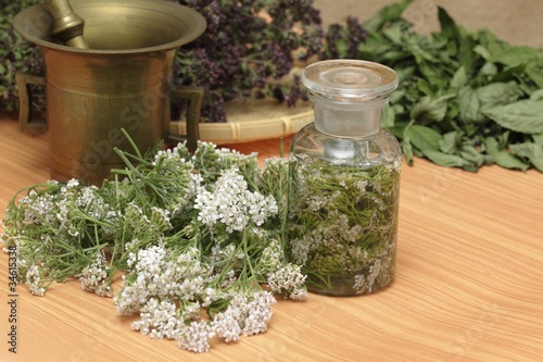 Medicinal herbs yarrow, thyme photo