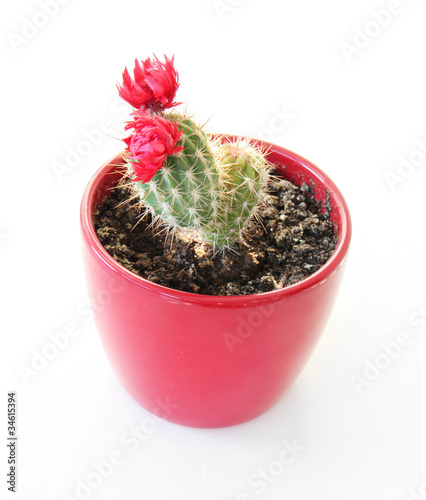 Red flowering cactus isolated on white background