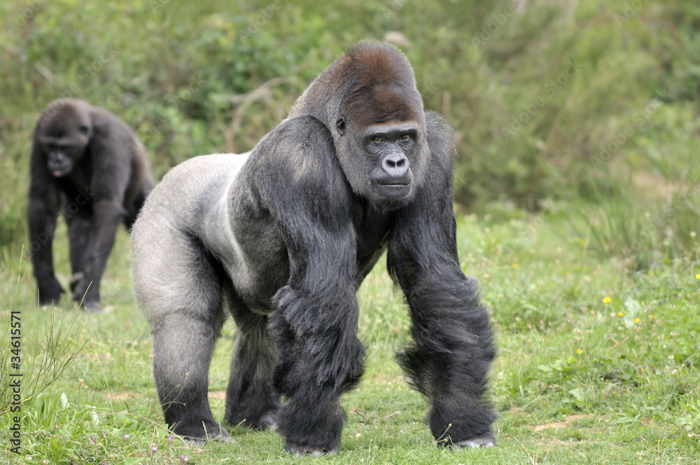Obraz premium Gorilles