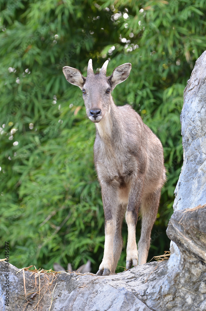 goral goral