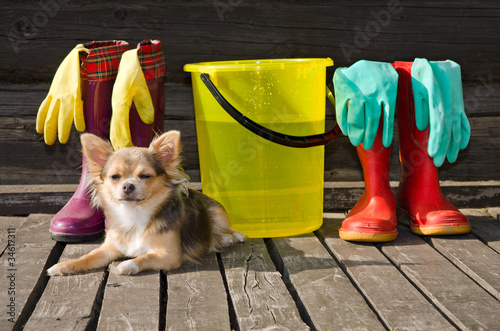 Small dog lying near items for cleaning and rubber boots