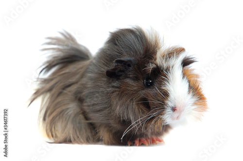 Guinea pig