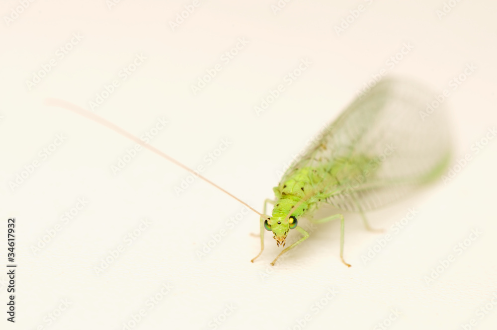 Chrysopidae