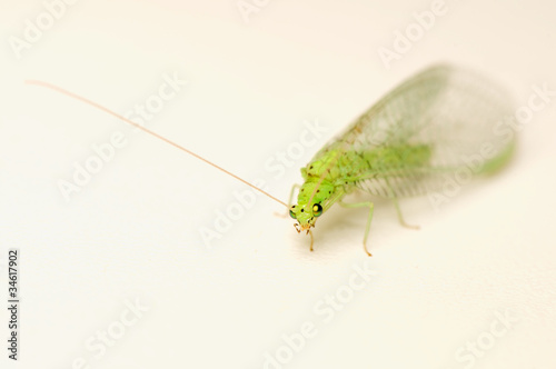 Obraz na płótnie Chrysopidae w salonie