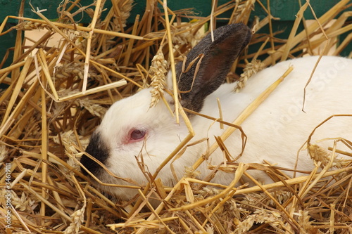 close-up of a white rabbit farm in the straw