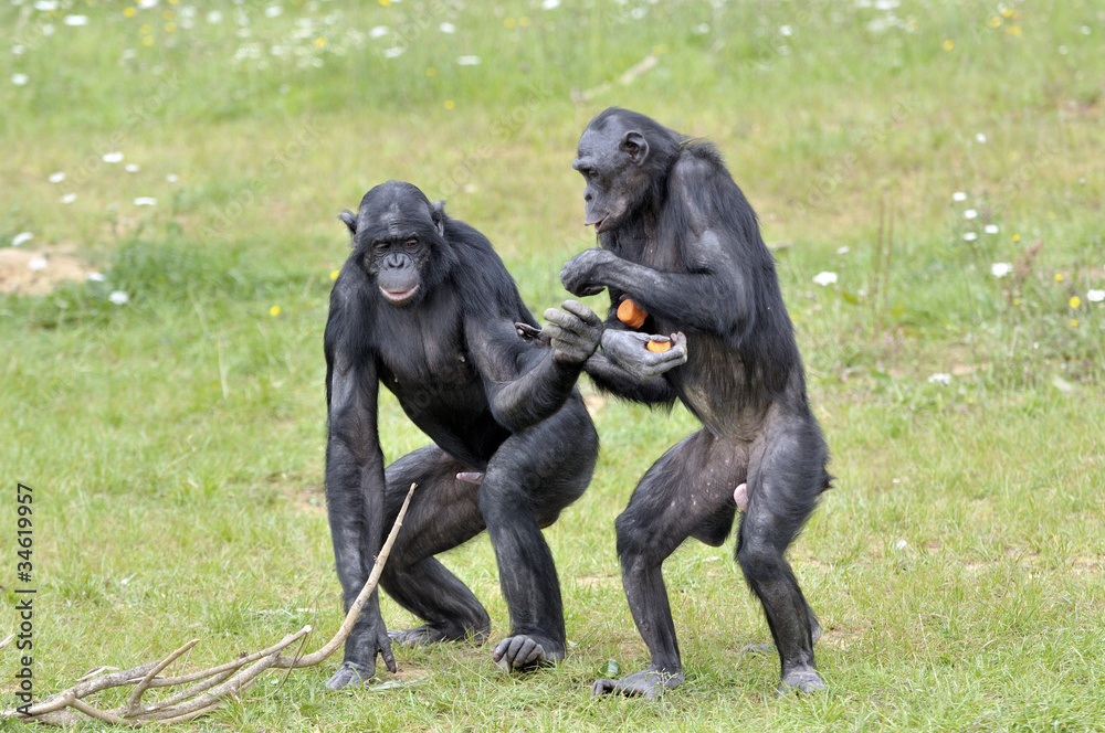 Naklejka premium Bonobos