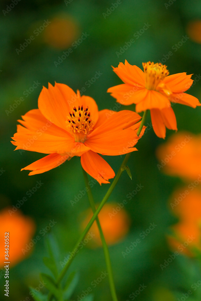 flower[orange_cosmos]_03