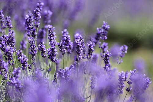 Lavender flowers © gustavotoledo
