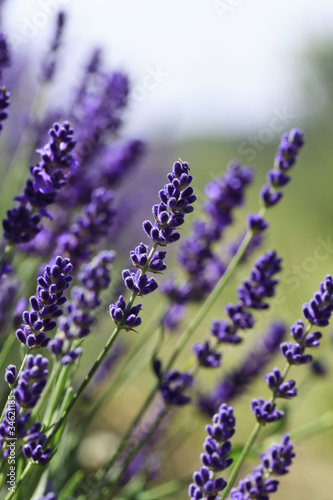 Fototapeta Naklejka Na Ścianę i Meble -  Lavender flowers