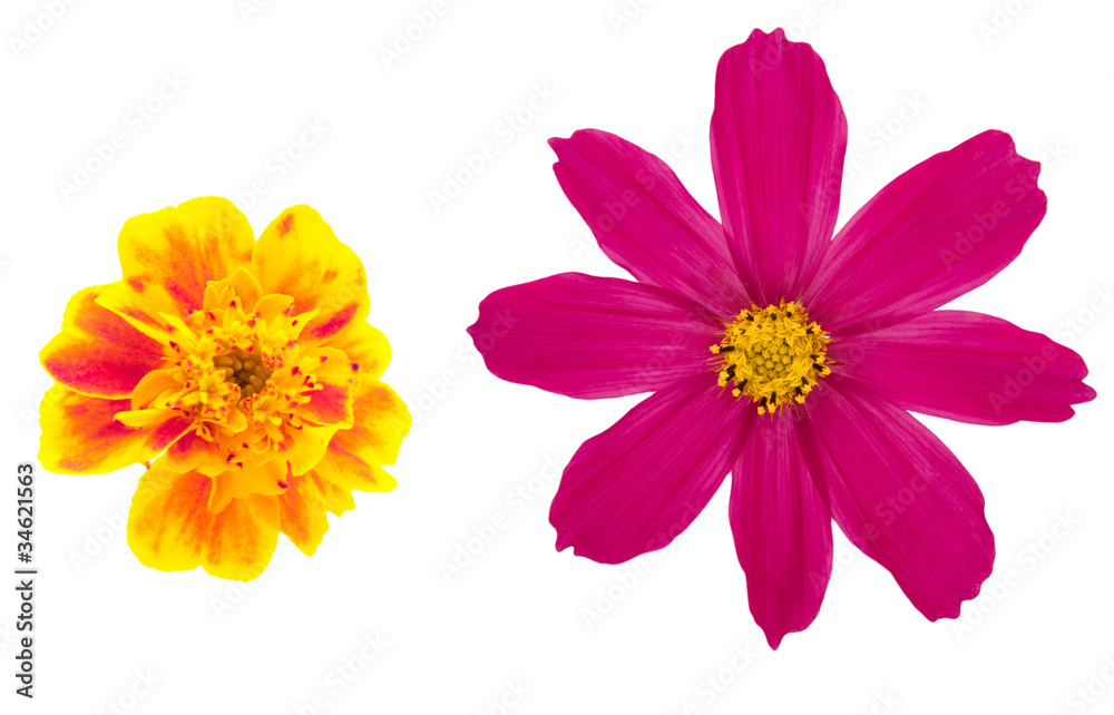 Two different flower
