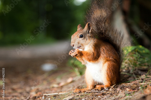 Red European squirrel eating in a summer park