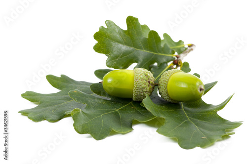 Green acorn fruits on white background