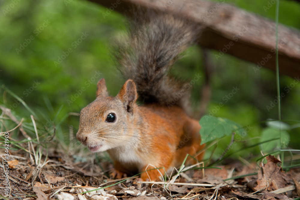 European squirrel searching for forage in summer forest European squirrel searching for forage in summer forest