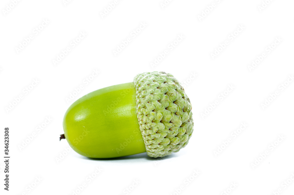 Green acorn fruits on white background