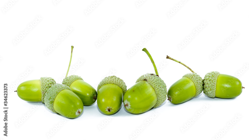 Green acorn fruits on white background