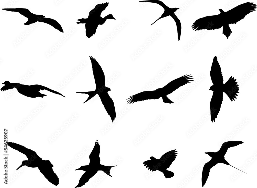 Obraz premium Birds silhouette collection - vector
